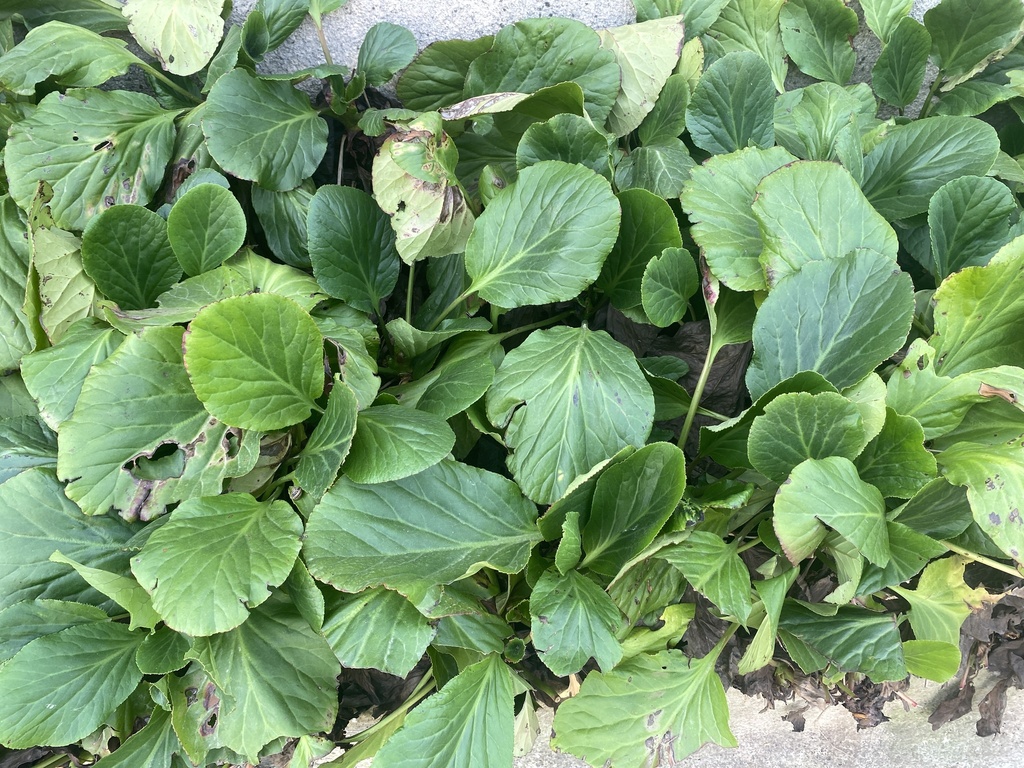 Bergenia crassifolia, Allée d'Occitanie, Caunes-Minervois, Occitanie, FR