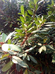 Magnoliopsida