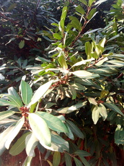 Magnoliopsida