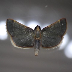 Hypsopygia amoenalis