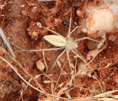 Peucetia crucifera