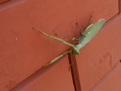 Hierodula tenuidentata