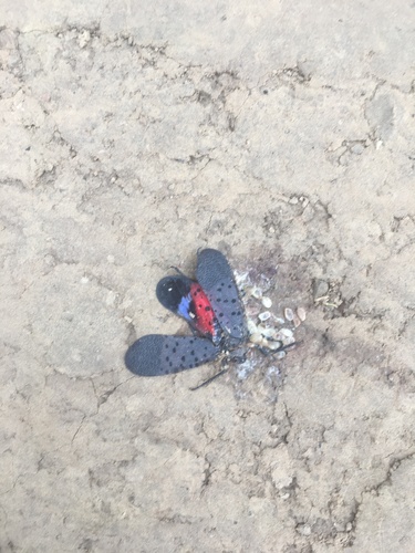 Spotted Lanternfly