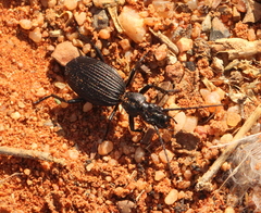 Gonogenia