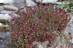 Epilobium australe