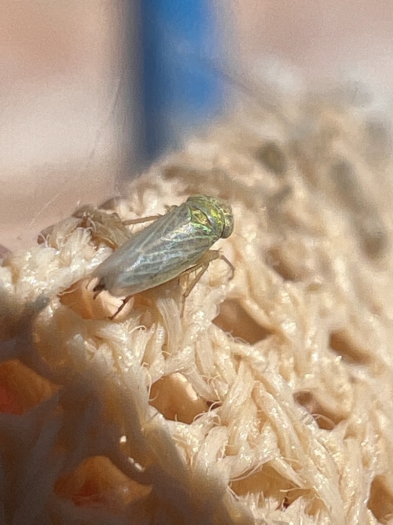 Aconurella prolixa
