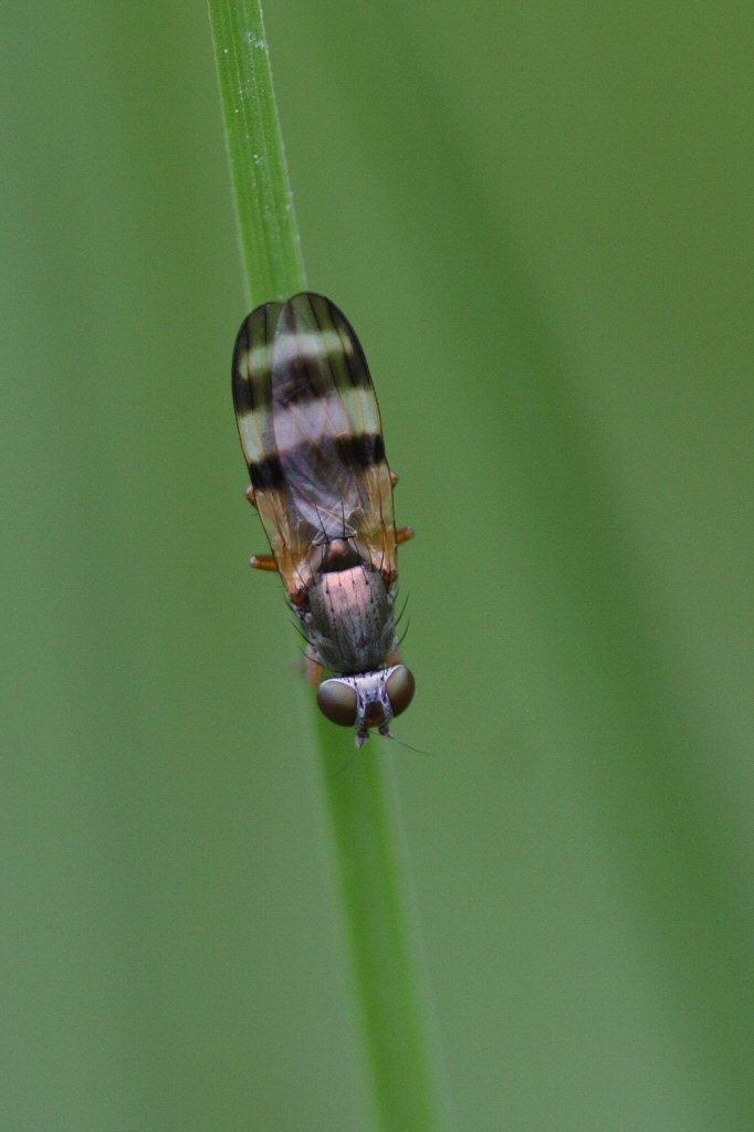 Sheep Bot Fly (NPS National Capital Region True Flies) · iNaturalist