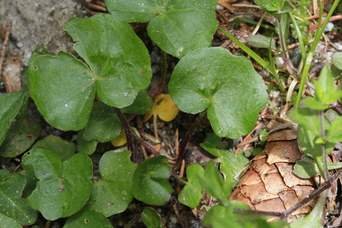 Cardamine asarifolia, photograph 1