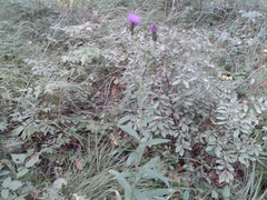 Cirsium serratuloides