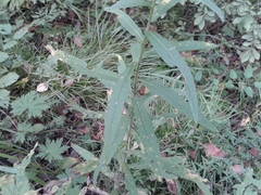Cirsium serratuloides