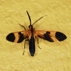 Dycladia