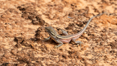 Pink Two-Line Dragon photo 2