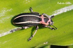 Eudiagogus episcopalis