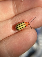 Disonycha quinquelineata