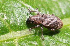 Eudiagogini