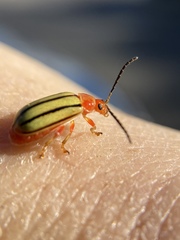 Disonycha quinquelineata