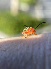 Disonycha quinquelineata