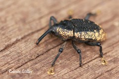 Homalinotus deplanatus