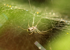 Microlinyphia sterilis