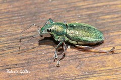 Naupactus auricinctus