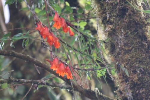 Dendrobium habbemense observed 2025-09-15