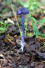 Entoloma panniculus