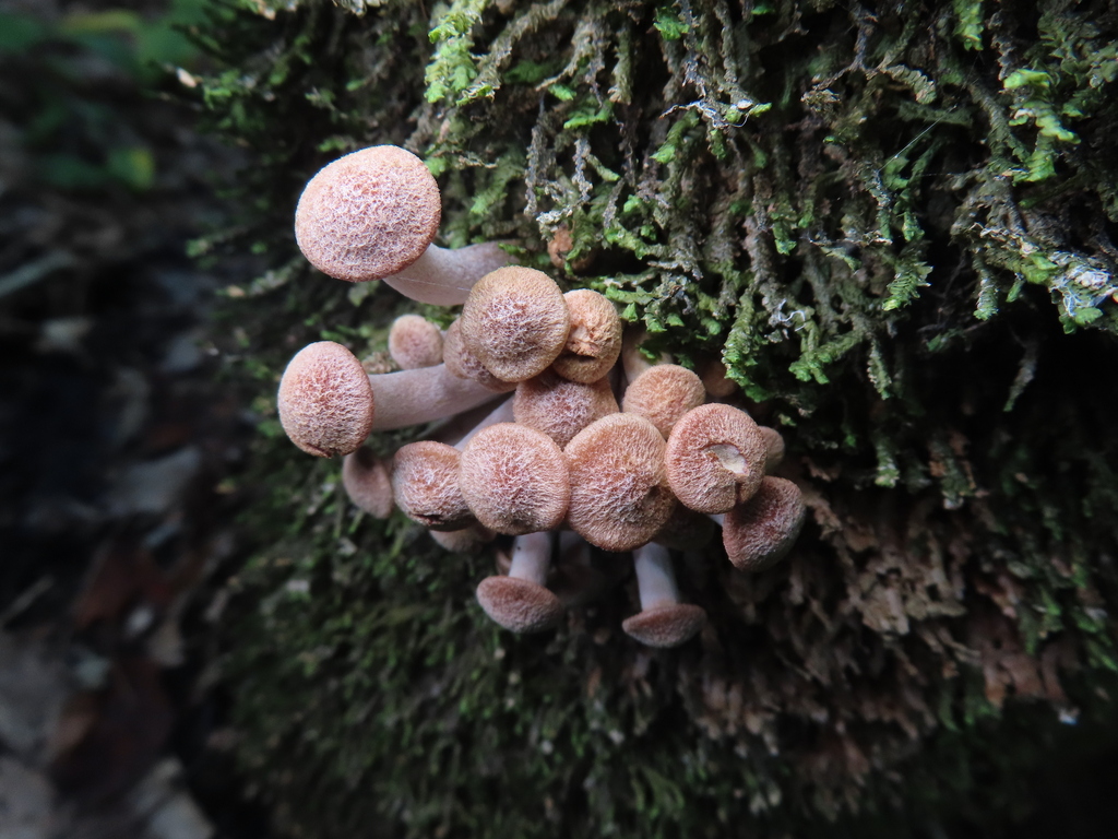 Desarmillaria tabescens · September 2025 · photo: © timur_kalininsky (iNaturalist, cc-by)