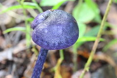 Entoloma panniculus