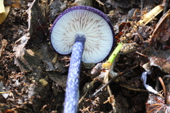 Entoloma panniculus