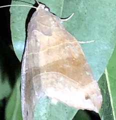 Bastilla hamatilis