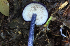 Entoloma panniculus