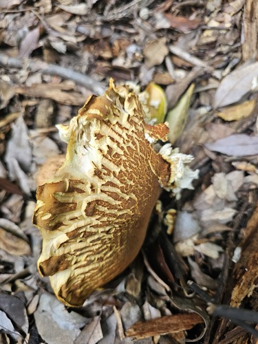 Rugiboletus extremiorientalis