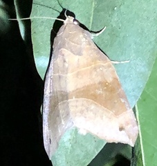 Bastilla hamatilis