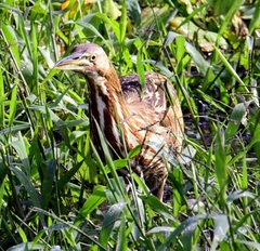 Botaurus