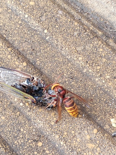 European Hornet