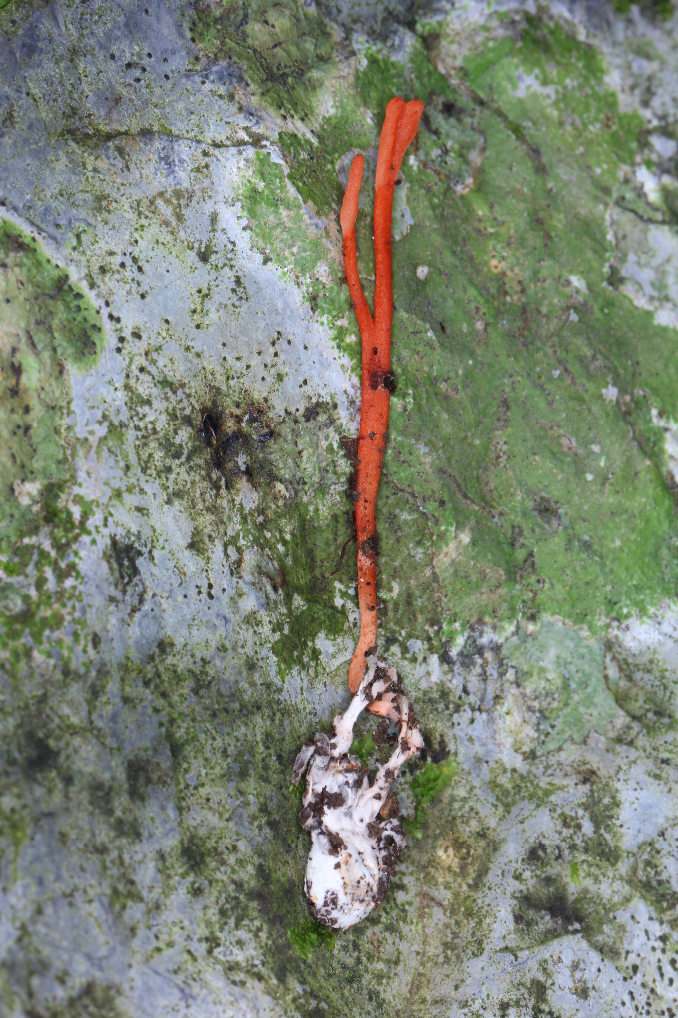 Ophiocordyceps caloceroides image