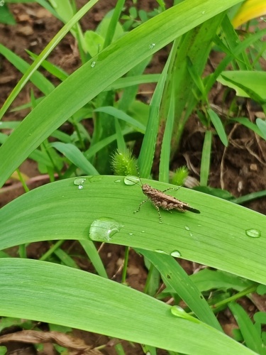 Carinate Locust