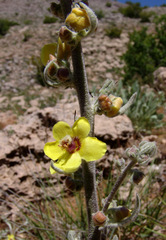 Verbascum damascenum