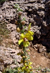 Verbascum damascenum