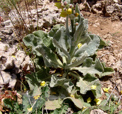 Verbascum damascenum