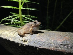 Litoria inermis