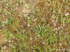 Trifolium glomeratum