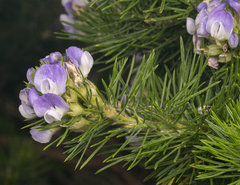 Psoralea pinnata
