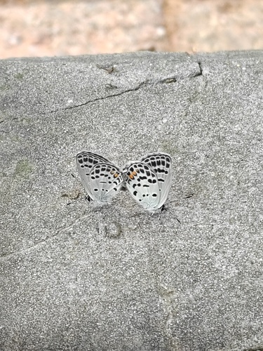 Tongeia filicaudis
