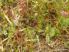 Lysimachia linum-stellatum