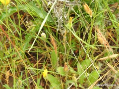 Festuca membranacea