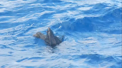 Dermochelys coriacea