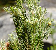 Phylica ambigua
