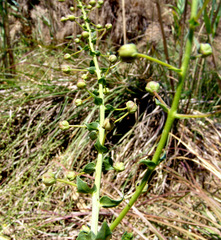 Verbascum agrimoniifolium