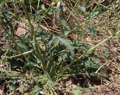 Verbascum agrimoniifolium